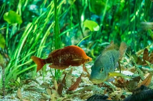 Red rainbowfish and Redhump Eartheater swimming in the aquarium photo