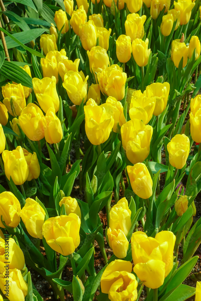 Obraz premium Tulip flowers in summer at garden
