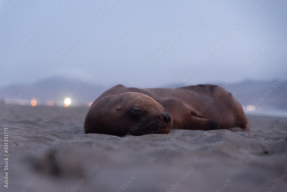 Fototapeta premium Seal
