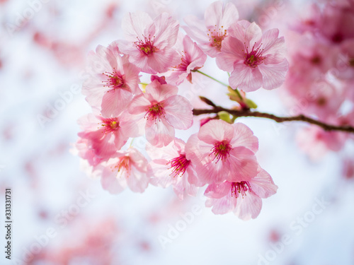 満開の桜のアップ