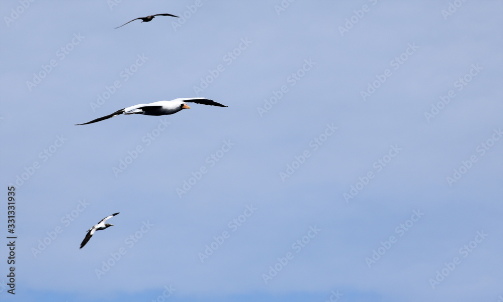 Seabird Masked Booby (Sula dactylatra) flying on the blue sky background. Seabird Masked Booby (Sula dactylatra) flying on the blue sky background.