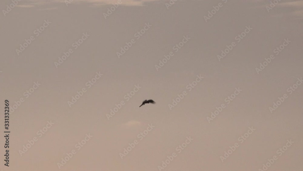 Kestrel hawk hovering in the sky UK 4K Kestrel hawk hovering in the sky UK 4K