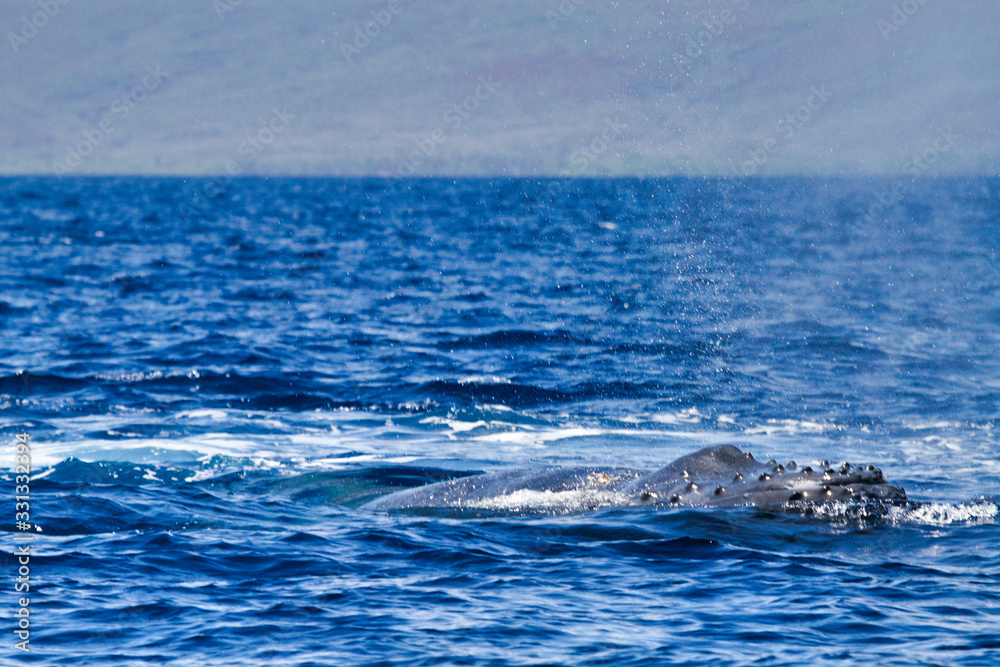 Obraz premium Young humpback whale swiimming on the surface in the ocean near Lahaina on Maui.