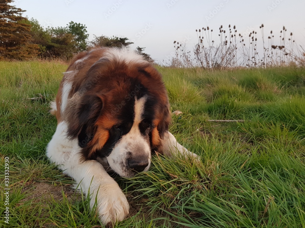 dog lying on grass dog lying on grass