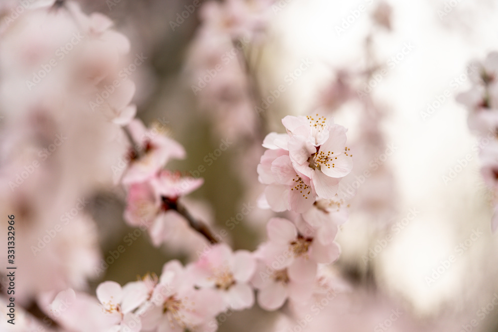 Spring peach blossom apricot sakura flower Spring peach blossom apricot sakura flower