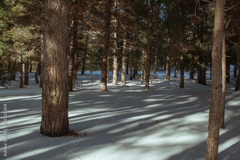 Snow Forest