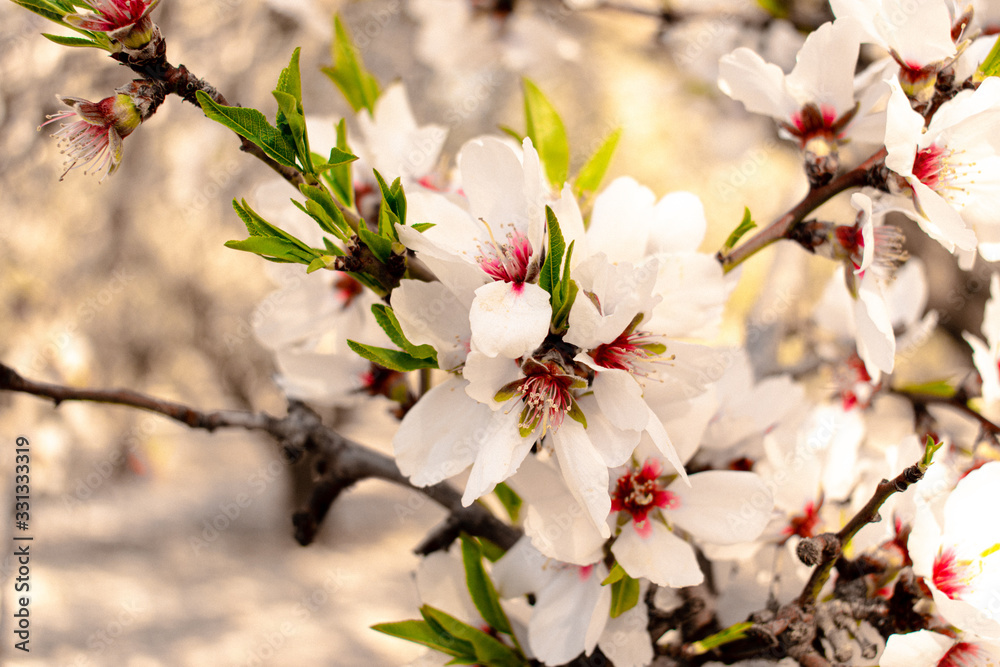 Almond Tree Flower Blossom
