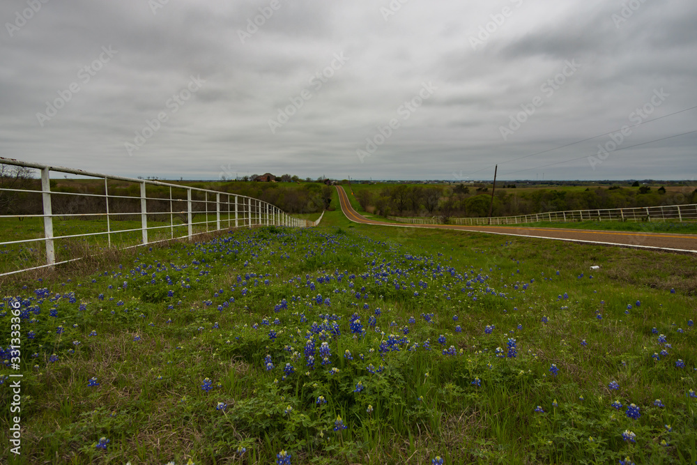 Wall Mural Bluebonnets wildflowers along white fence line and road in background