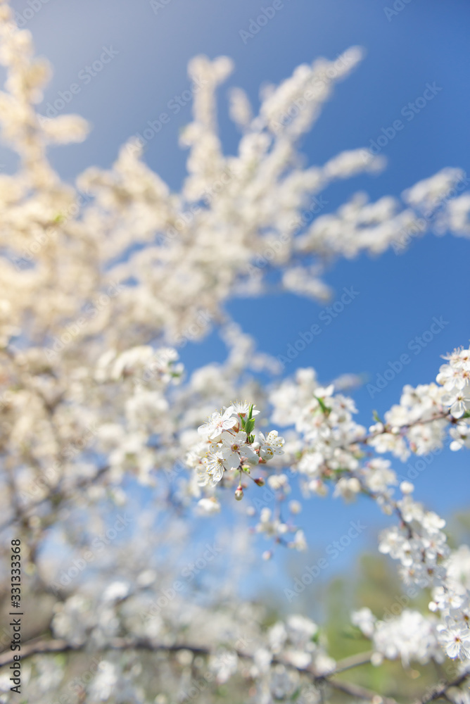 Flowering branch of fruit tree. Cherry blossomed in the spring.