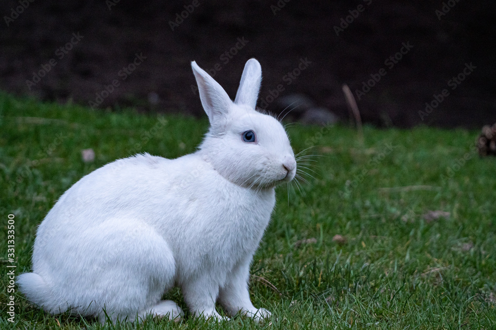 close up portrait of one cute white rabbit with blue eyes resting on green grass field under the shade close up portrait of one cute white rabbit with blue eyes resting on green grass field under the shade