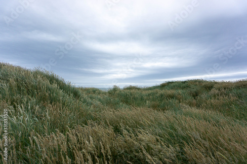 grass and blue sky