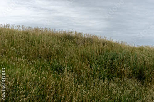 grass and sky