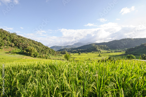 Young ear of rice with field and mountains in Thailand