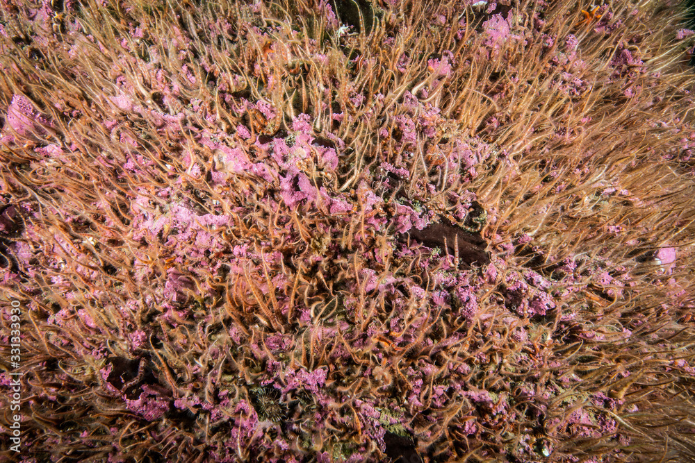 Brittle Sea Star underwater in the St. Lawrence in Canada Brittle Sea Star underwater in the St. Lawrence in Canada