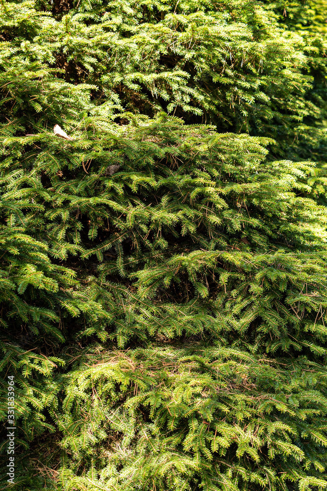 layer of dense green pine tree leaves on the branches under the sun in the park