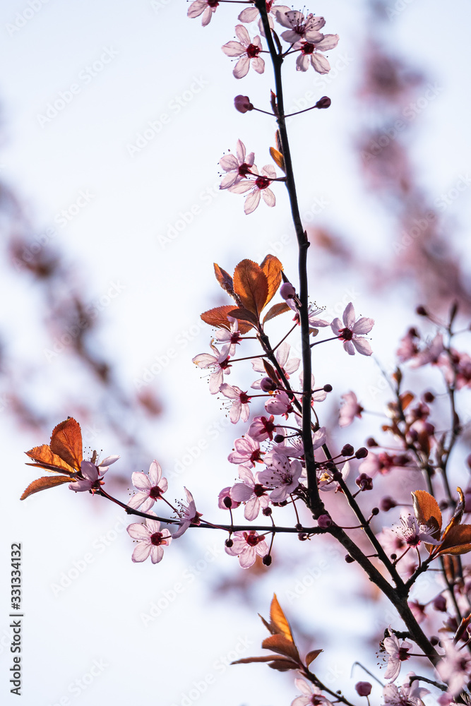 close up of beautiful early spring cherry flowers blooming on the branches with bright sky background close up of beautiful early spring cherry flowers blooming on the branches with bright sky background