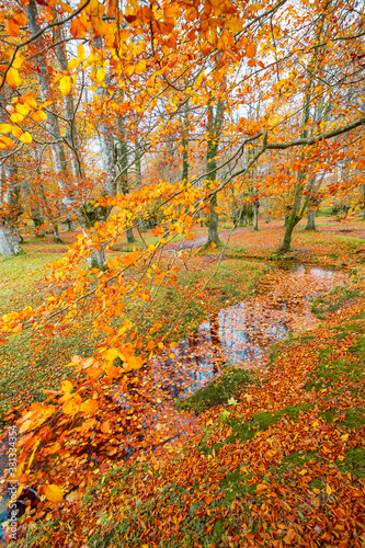 Otzarreta forest in autumn with a stream