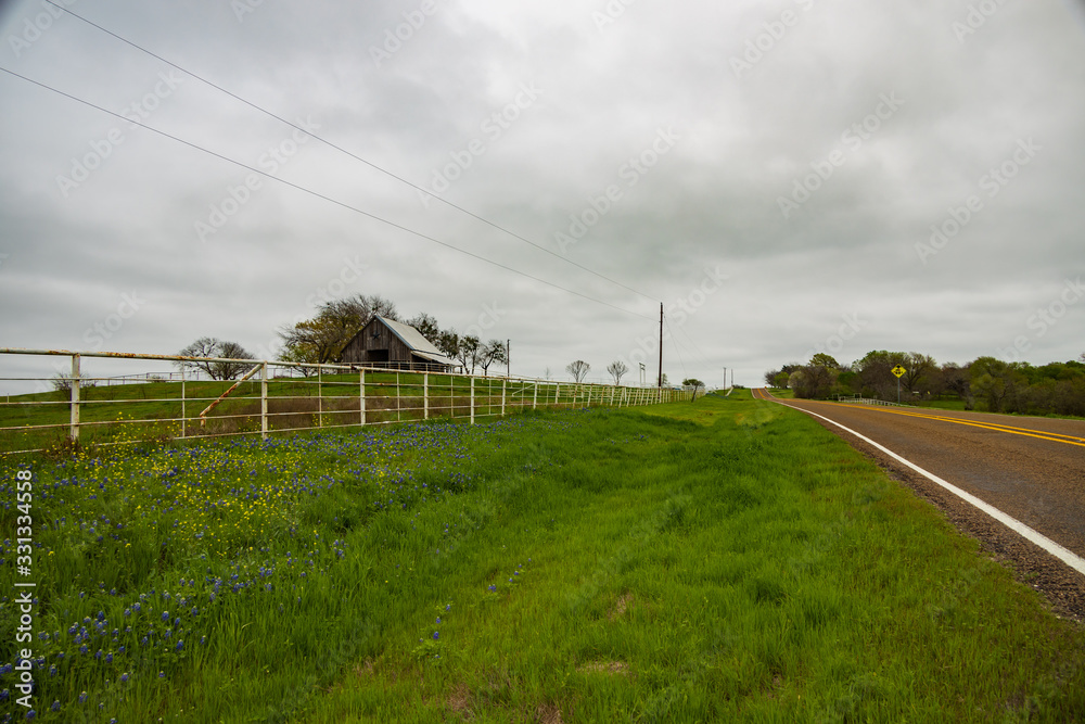 Bluebonnets wildflowers along white fence line and barn in background