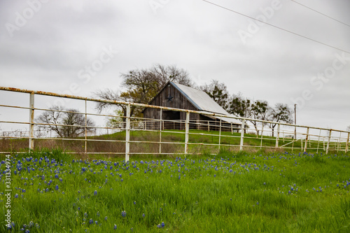 Bluebonnets wildflowers along white fence line and barn in background