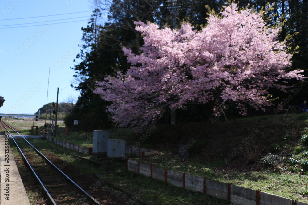 Fototapeta premium 桜