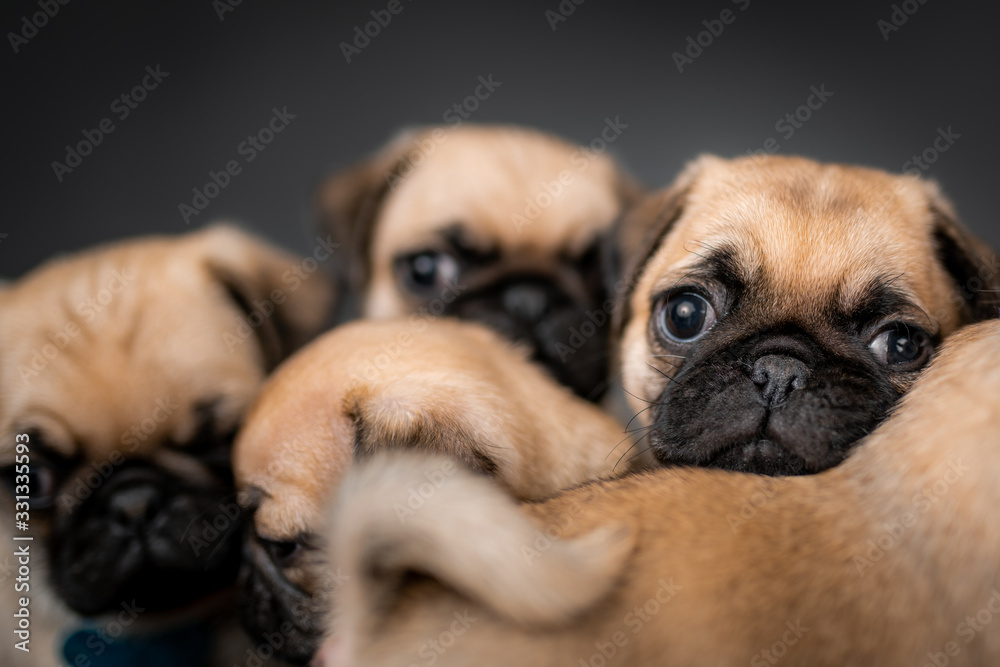 Pug puppies sitting in a box together