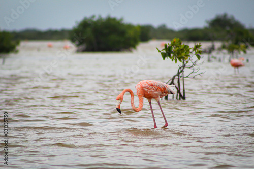 FLAMENCOS