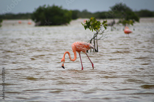 FLAMENCOS