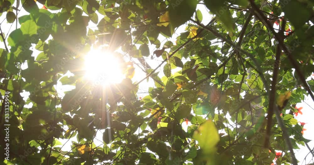 Beautiful scene misty forest with sun rays through the tree leaves, lens flare