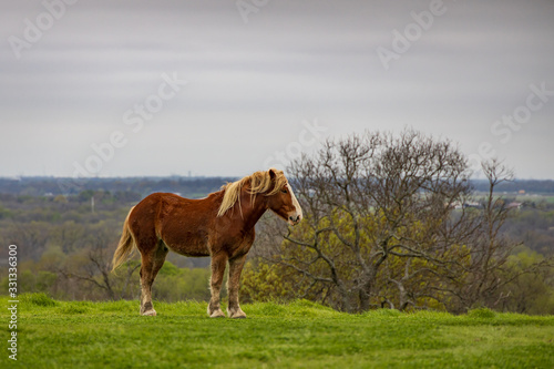 Horse standing in green pasture