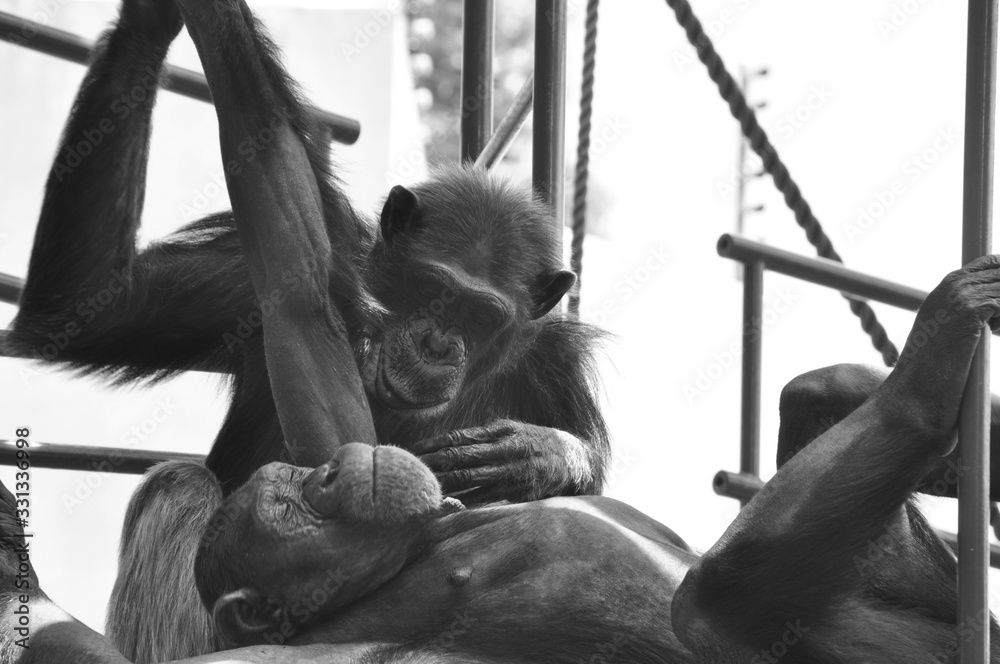 チンパンジーの愛 Stock Photo Adobe Stock