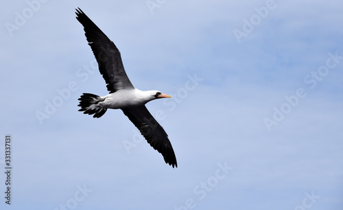 Seabird Masked Booby  Sula dactylatra  flying on the blue sky background. 