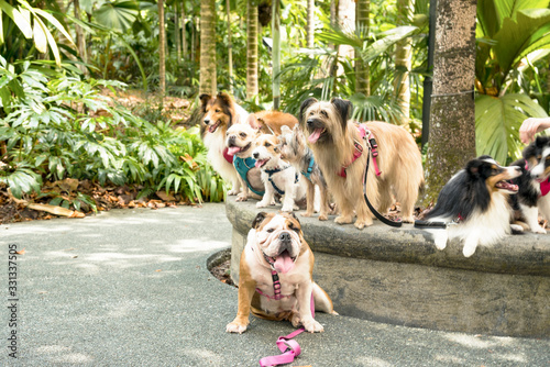 Photography group of purebred dogs in a park in Singapore