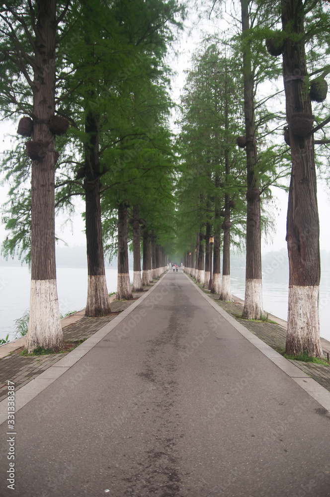 Road with tall trees across the lake in Wuhan, China.