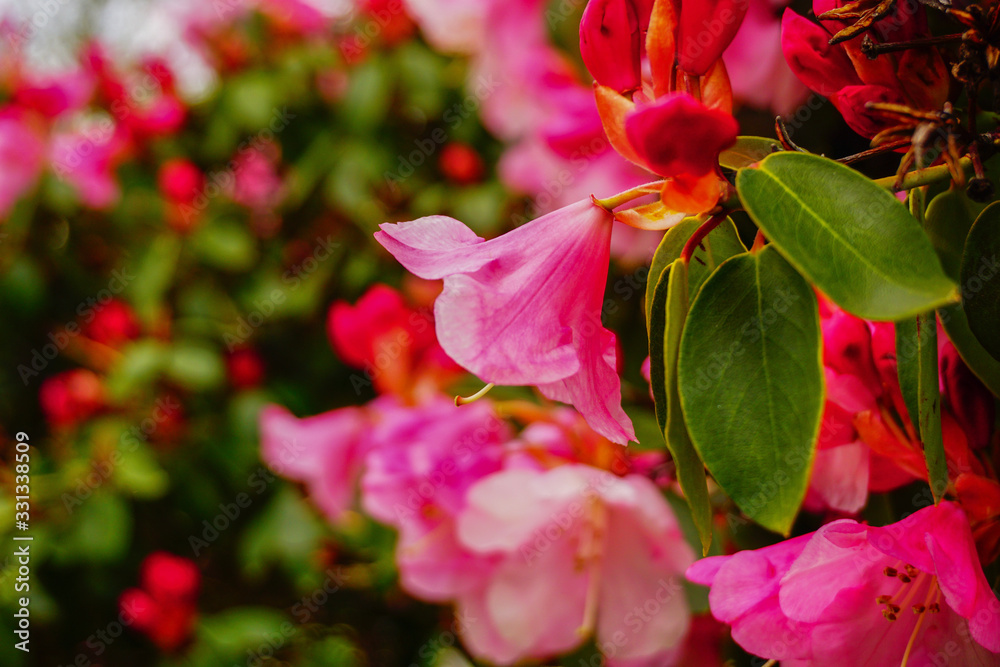 Obraz premium Flower Closeup