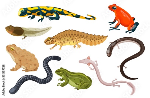 Amphibian vector illustration set. Exotic cartoon tropical amphibia, colorful sitting toad and frog life cycle tadpole, salamander, triton caecilian. Flat animals pets for zoo icons isolated on white