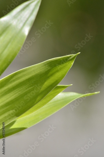Close-up leaf