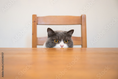 British shorthair cat secretly looks up at the desktop