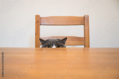 Billede på lærred British shorthair cat secretly looks up at the desktop