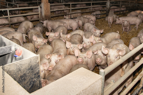 Obraz na płótnie pigs in farm,  pigsty livestock pork production