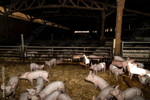 pigs in farm,  pigsty livestock pork production photo