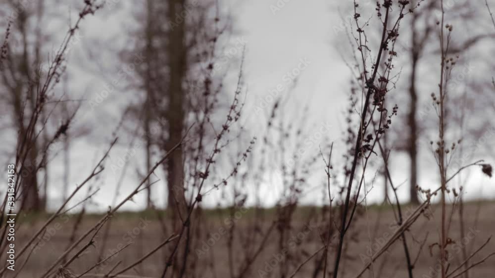 Wild plants and weeds blowing in wind in autumnal countryside setting, graded Wild plants and weeds blowing in wind in autumnal countryside setting, graded