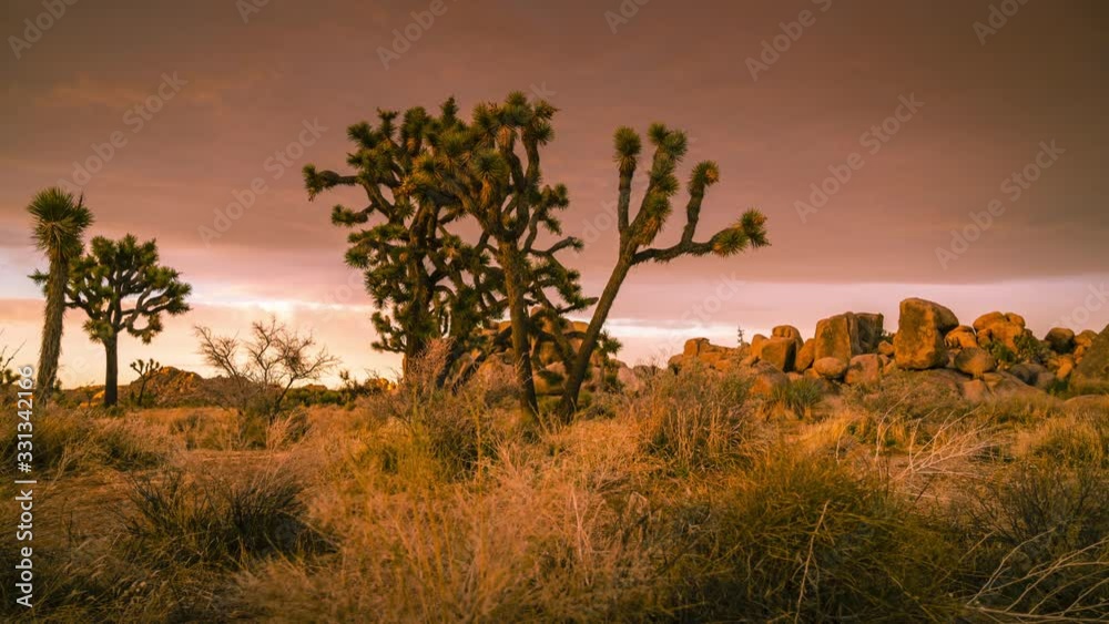A Scenic View Of Dramatic Golden Sunset With Colorful Clouds Over The Joshua Trees In National Park, California, USA -timelapse