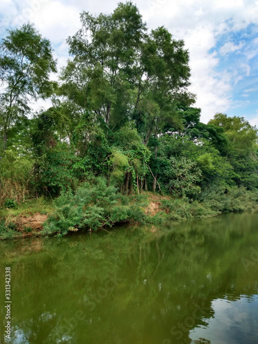 River Trees - Brazil