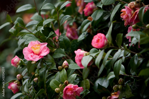 the Camellia Debutante japonica, a double bloom