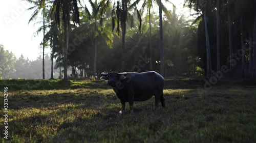 Wide angle shot of a bull cow standing in the middle of rice field, palms in background, sun shining trough leaves, Java Indonesia