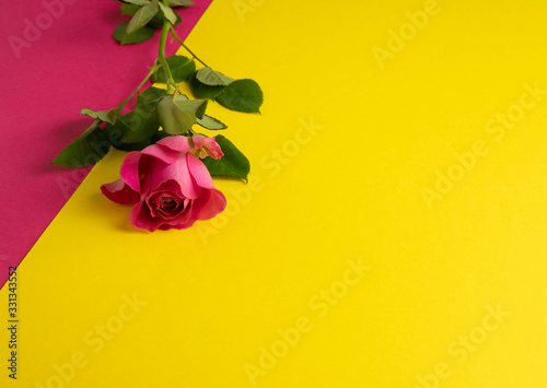 scarlet rose on a yellow and pink background