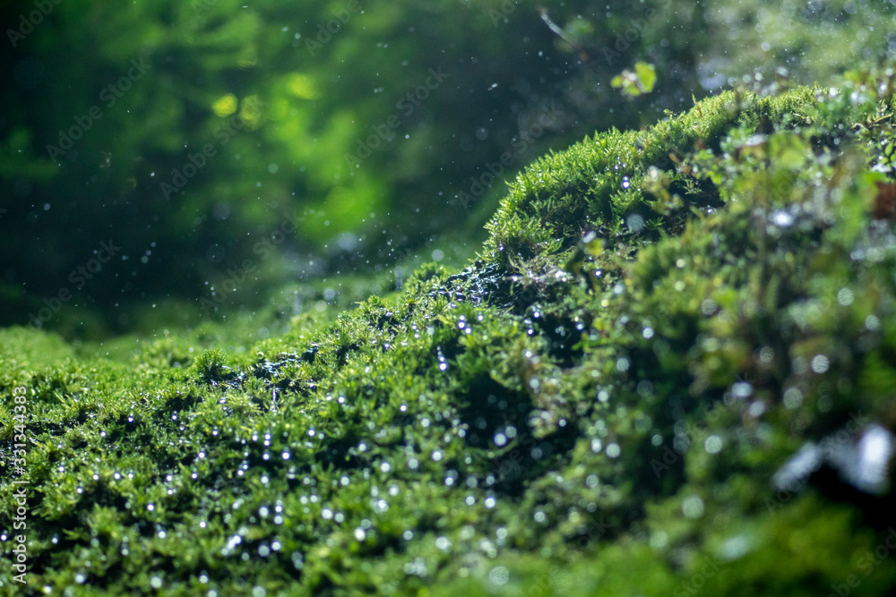 moss on tree moss on tree