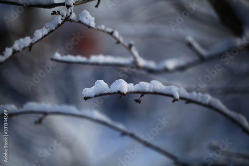 Flakes of snow on branch. Selective focus of Snowflake on tree during winter, shallow depth of field