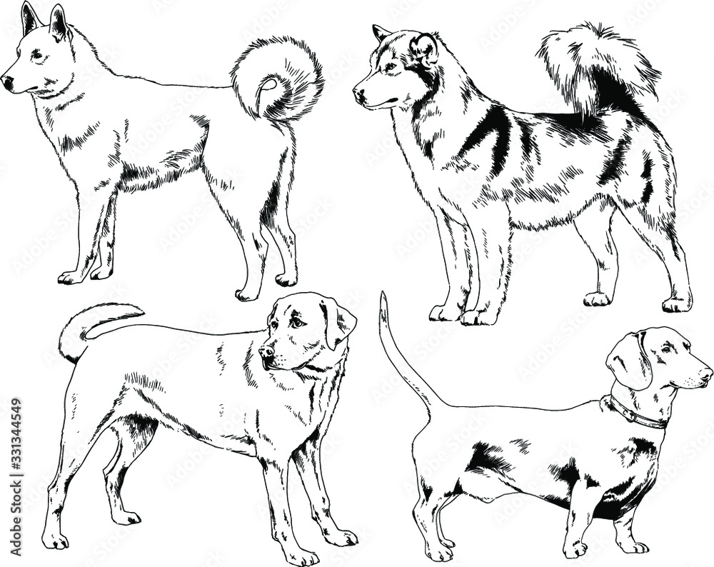 vector drawings sketches pedigree dogs in the racks drawn in ink by hand , objects with no background