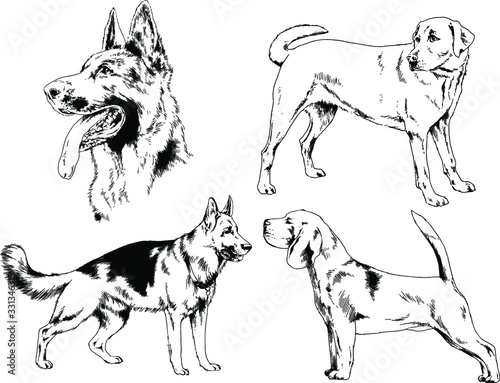 vector drawings sketches pedigree dogs in the racks drawn in ink by hand   objects with no background